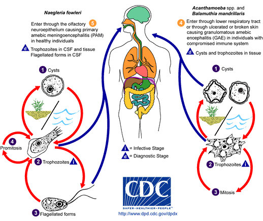 Life Cycle of Parasitic Agents Responsible for Causing "free-living" Amebic Infections