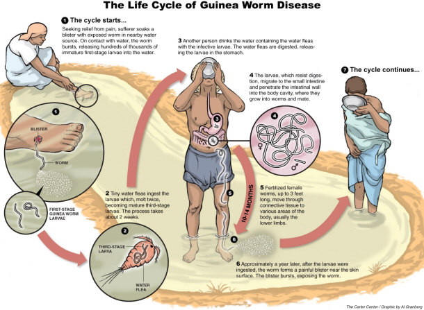 life cycle of guinea worm disease
