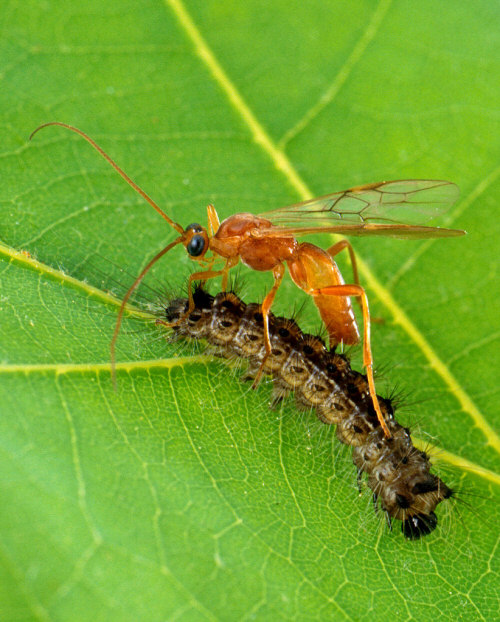 Wasp Parasitizing a Gypsy Moth Caterpillar