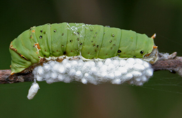 Parasitic Wasp Eggs (White Mass) Intertwined with Lime Butterfly Caterpillar