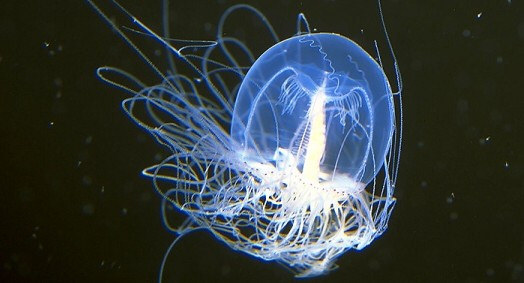 Immortal Jellyfish Parasite