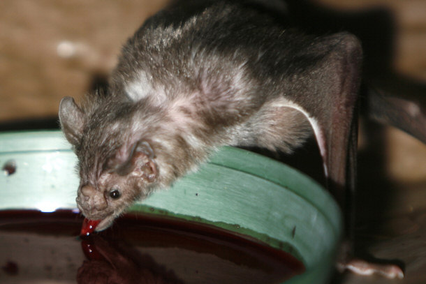 Vampire Bat Drinking Blood
