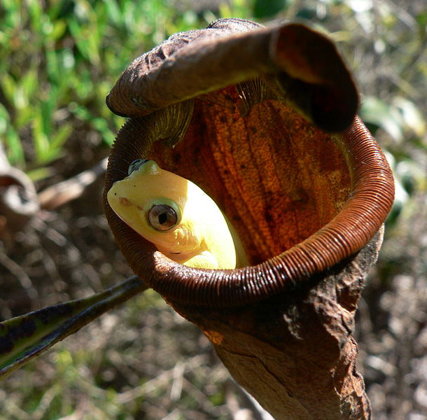 Nepenthes Attenboroughii Trapping a snake