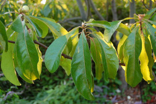 Franklin tree leaves