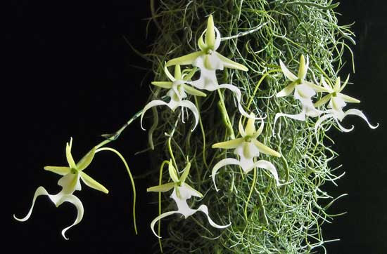 Ghost Orchids in the Wild: