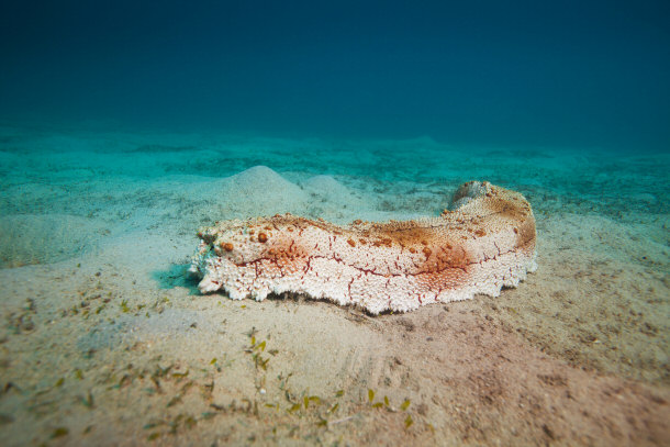 Sea Cucumber on the Ocean Floor Holothuroidea