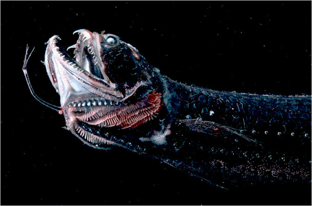 Black Dragonfish Idiacanthus atlanticus