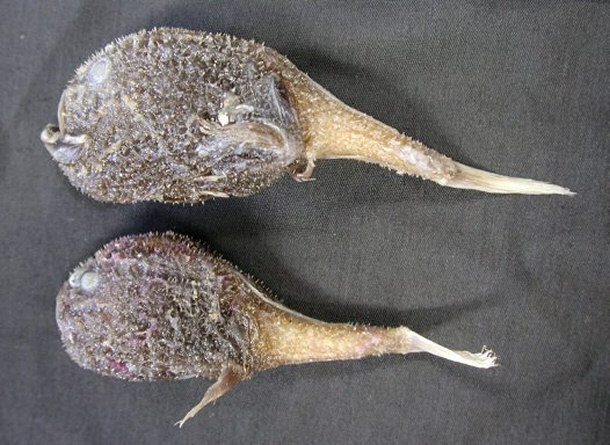 Coffinfish Chaunax endeavouri
