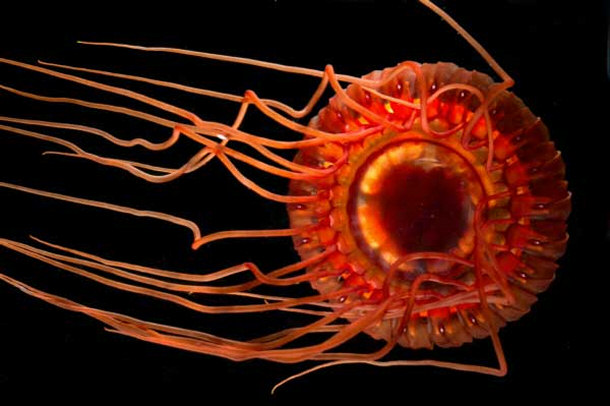 Deep Sea Scyphozoan Jellyfish Atolla wyvillei