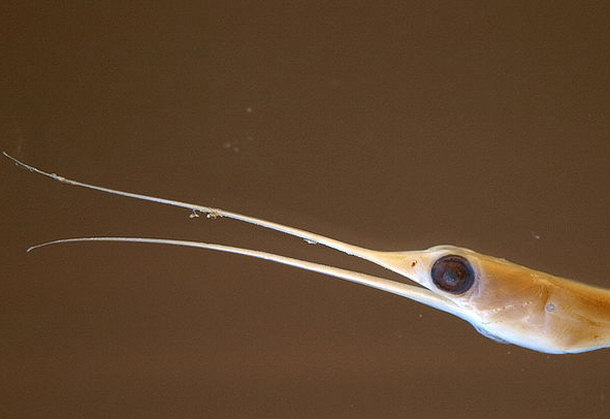 Snipe Eel Nemichthys scolopaceus
