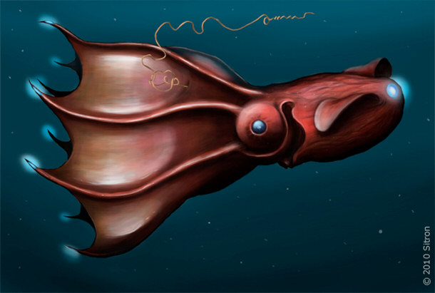 Illustration of a Vampire Squid Vampyroteuthis infernalis