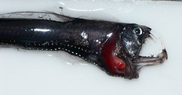 Head of a Pacific Viperfish Chauliodus