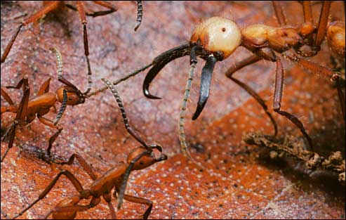 Siafu - Army of Ants