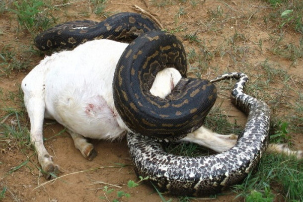 Southern African Rock Python Constricting a Pregnant Female Goat