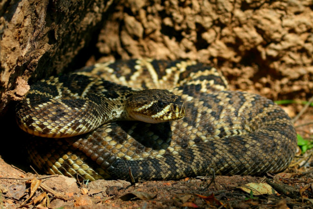 Eastern Diamondback Rattlesnake (Poisonous)