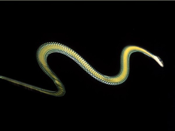Flying Snake - Chrysopelea