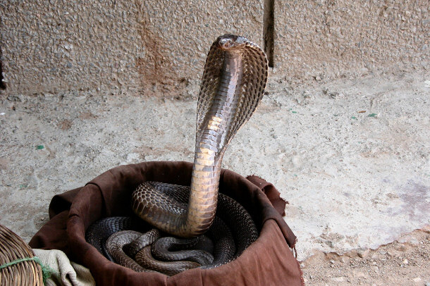 10 Top Myths About Snakes In India, Pugdundee Safaris