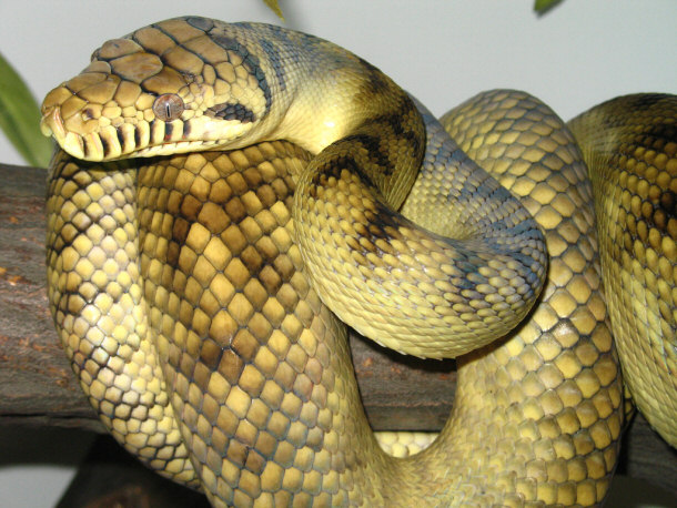 High-Yellow Sorong Amethystine Scrub-Python
