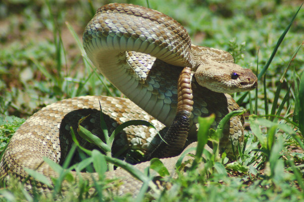 Timber Rattlesnake (Non-poisonous)