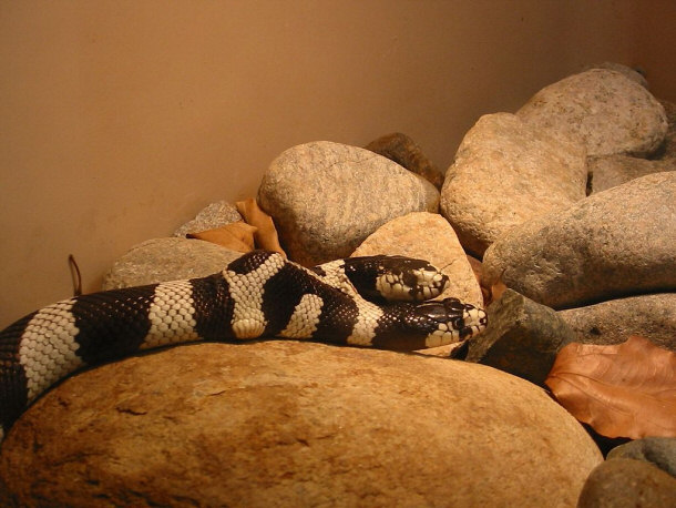 Two-headed Snake in Captivity