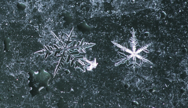 preserved snowflakes on glass
