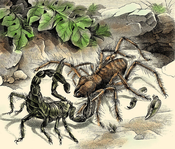 A scorpion (left) fighting a solifugid (right)