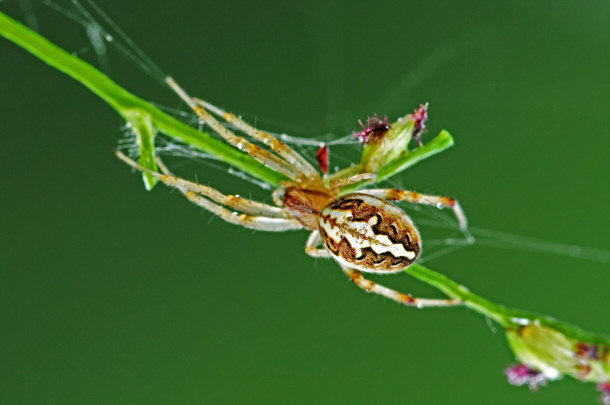 Brown Legged Spider