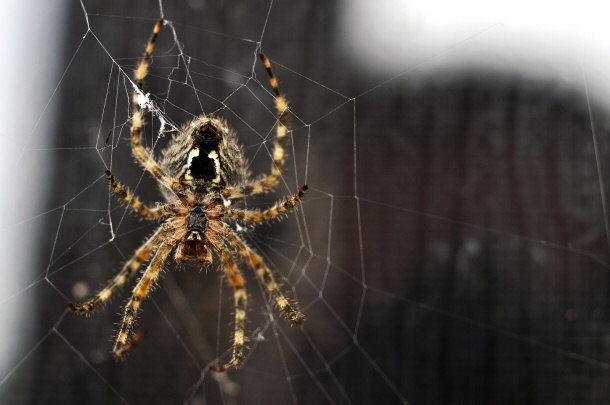 Brown Recluse Spider Building Web