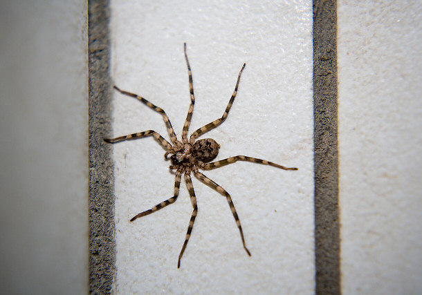 Wall spider in the bathroom