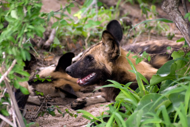 African Hunting Dogs - Selous National Park, Tanzania