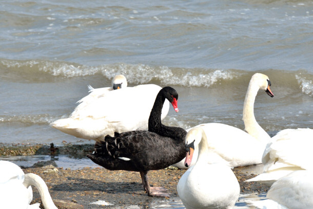 Black Swan Among White Swans