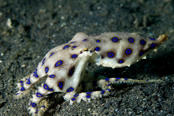 Blue-ringed Octopus in Lembeh Straits, Sulawesi, Indonesia