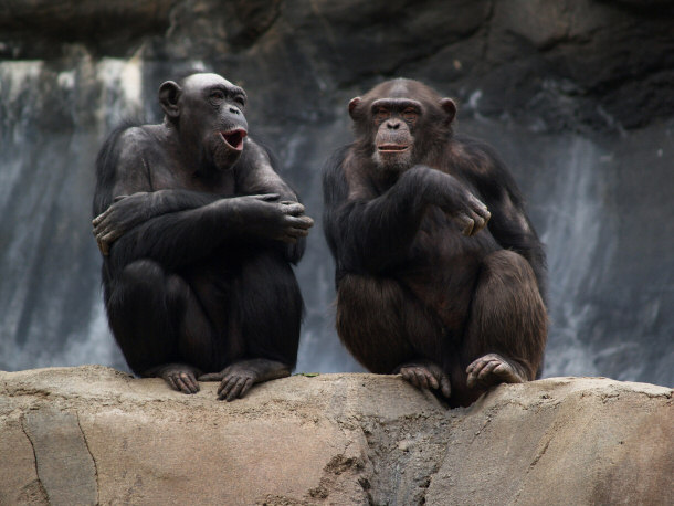 Two Chimpanzees Socializing
