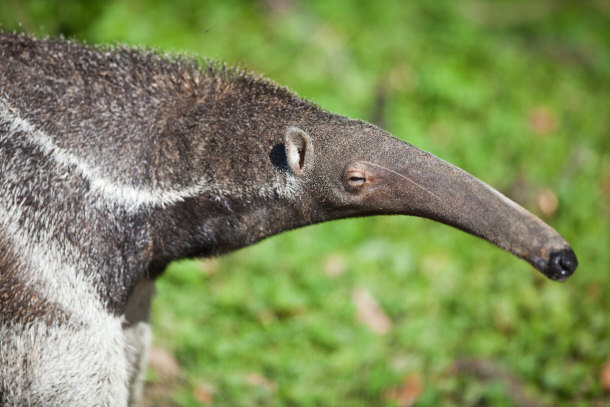 Giant Anteater - Myrmecophaga tridactyla