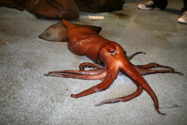 Humboldt Squid - Giant Squid