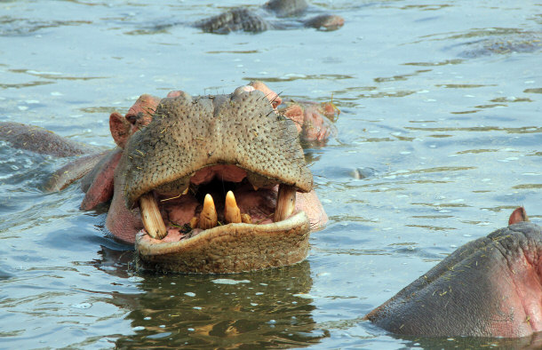 Hippopotamus Showing Teeth