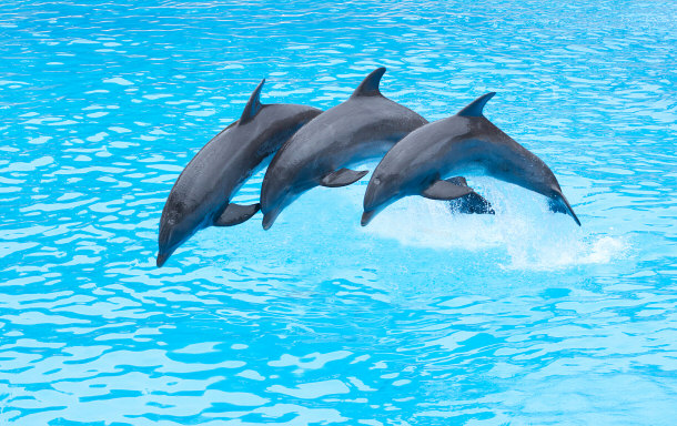 Three Bottlenose Dolphins - Tursiops truncatus -Leaping in Formation