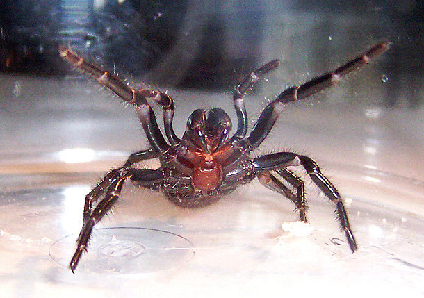 Australian funnel-web spider (Atracinae)