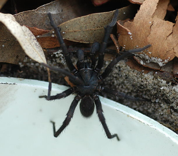 Venomous Australian funnel-web spider