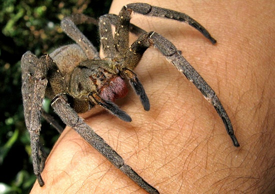 Holding a Brazilian Wandering Spider