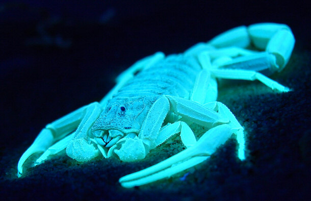 Deathstalker Scorpion Glowing in the dark