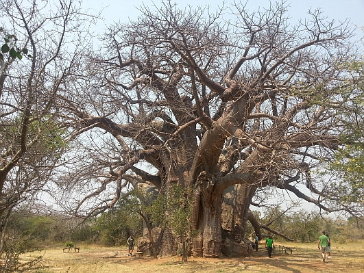 Big Baobab Trees Located in the Limpopo Province, South Africa