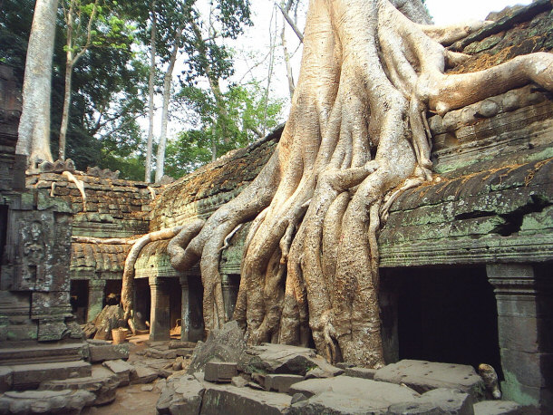 Ta Prohm Trees of Cambodia Angkor Archaeological Park