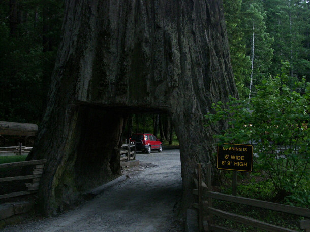 Chandelier Tree tunnel
