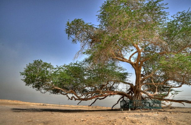 Tree of Life Bahrain, Australia