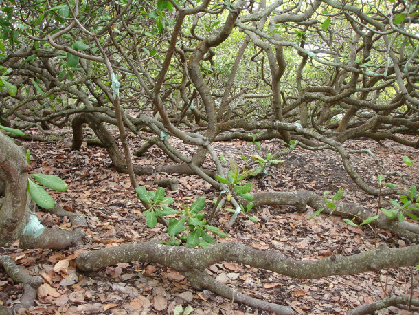 Pirangi Cashew Tree