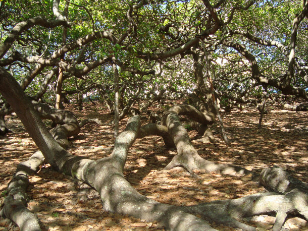 Largest Pirangi Cashew Tree in the World in Rio Grande do Norte, Brazil: