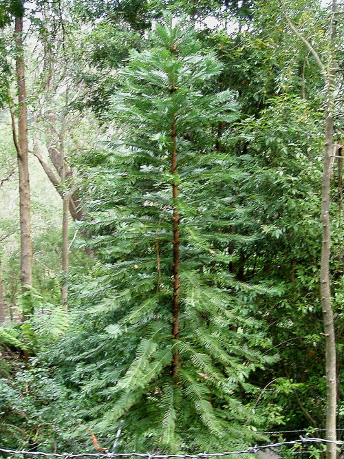 Adult Wollemi Pine