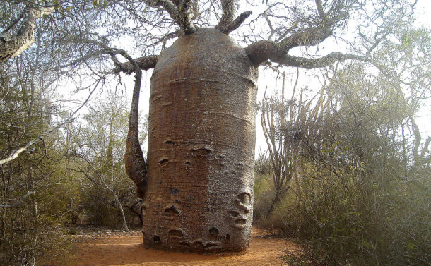 Teapot Baobab Teapot Baobabs