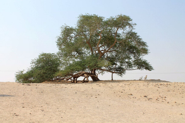 Tree of Life Located in Bahrain, Australia